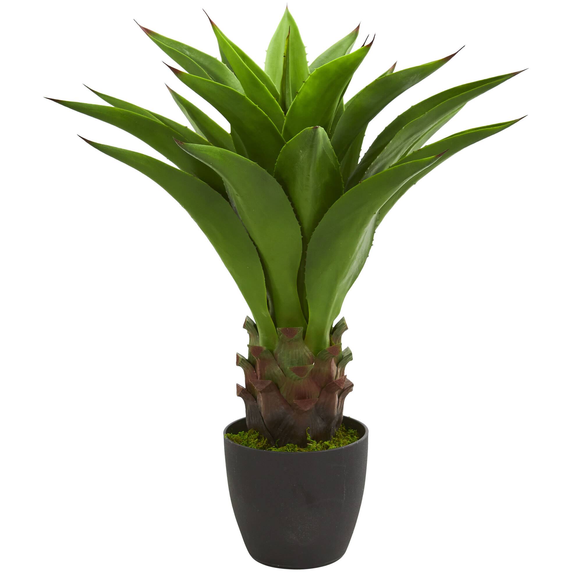 30" Potted Agave Plant